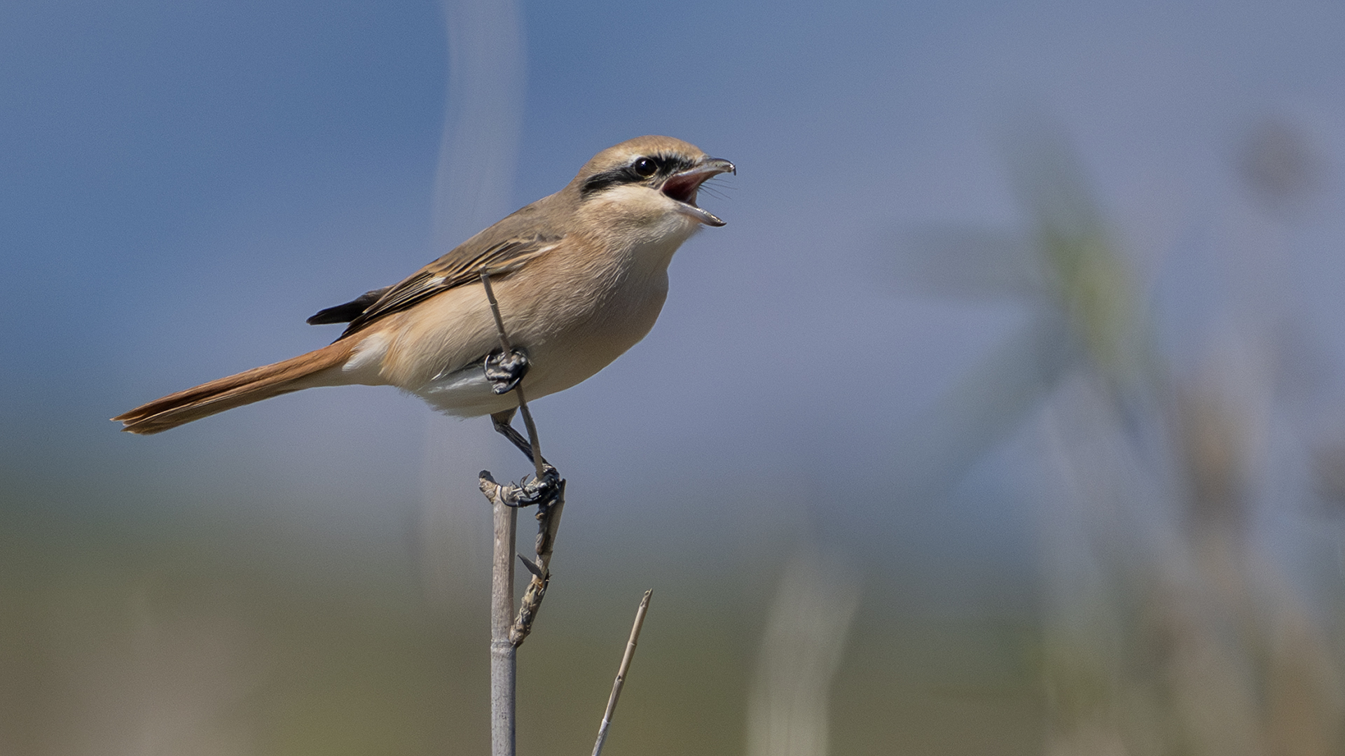 Isabelline Shrike — Ana fotoğraf